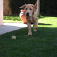 Jugando con la pelota